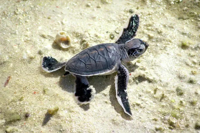 Framed Print : Baby Sea Turtle on the beach at Heron Island on the Great Barrier Reef Framed Print : Baby Sea Turtle on the beach at Heron Island on the Great Barrier Reef