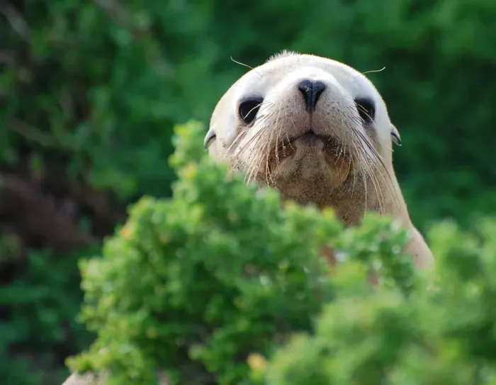 Framed Print : Baby seal Peek-a-boo Framed Print : Baby seal Peek-a-boo