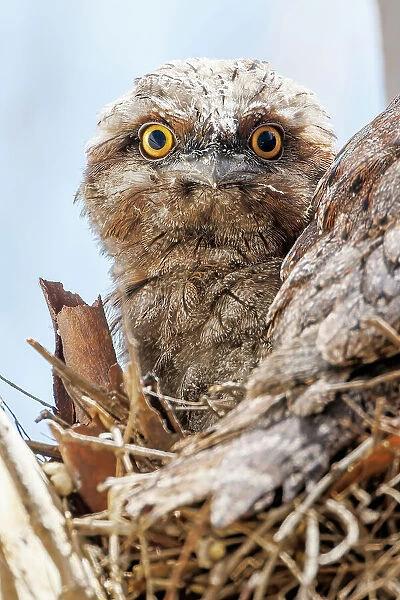 Baby Tawny Frogmouth in a nest on a tree branch looking down at the camera (Podargus Strigoides)