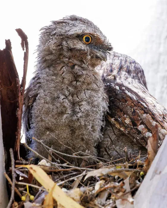 Framed Print : Baby Tawny Frogmouth in a nest on a tree branch looking down at the camera (Podargus Strigoides) Framed Print : Baby Tawny Frogmouth in a nest on a tree branch looking down at the camera (Podargus Strigoides)