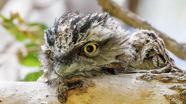 Baby Tawny Frogmouth perched on a tree branch looking down at the camera (Podargus Strigoides)