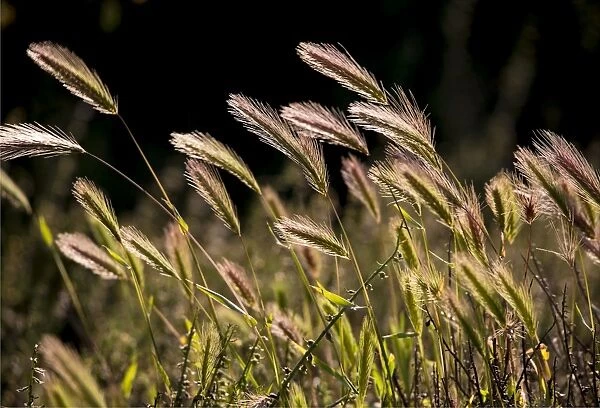 Backlighting on native grass blowing on the breeze, Flinders Ranges National Park, South Australia