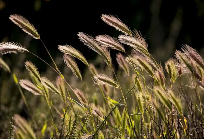 Framed Print : Backlighting on native grass blowing on the breeze, Flinders Ranges National Park, South Australia Framed Print : Backlighting on native grass blowing on the breeze, Flinders Ranges National Park, South Australia