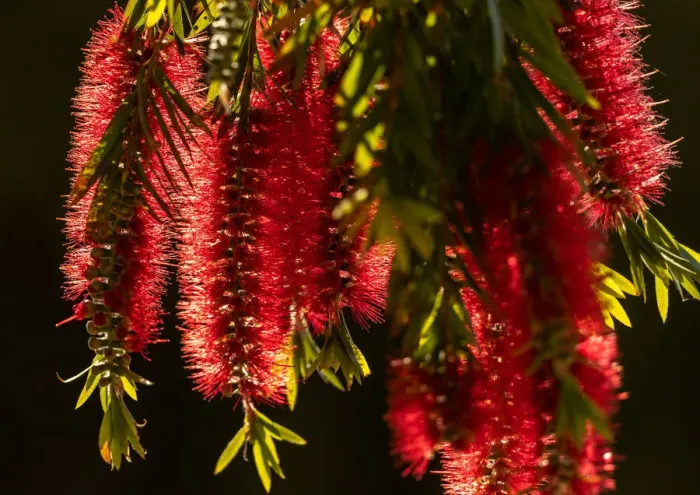 Framed Print : Backlit Bottlebrush flowers Framed Print : Backlit Bottlebrush flowers