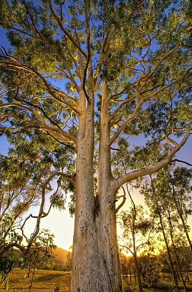 Backlit giant gum tree
