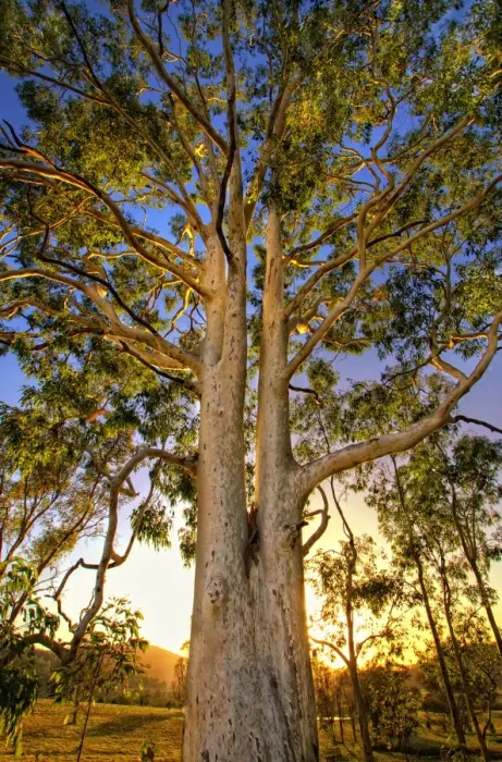Framed Print : Backlit giant gum tree Framed Print : Backlit giant gum tree