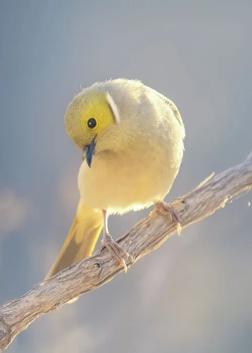 Framed Print : A backlit, wild white-plumed honeyeater bird (Lichenostomus penicillatus) perched on a branch in warm evening sunlight