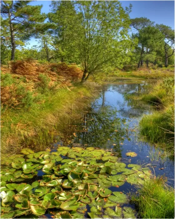 Framed Print : Backwater in the Arne Forest of Dorest, England Framed Print : Backwater in the Arne Forest of Dorest, England