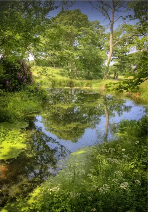 Framed Print : Backwater in the Arne Forest of Dorest, England Framed Print : Backwater in the Arne Forest of Dorest, England
