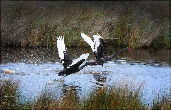 Balck swans in take-off flight, King Island, Bass Strait, Tasmania, Australia