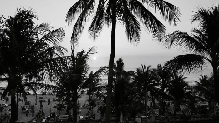 Framed Print : Bali Palms Framed Print : Bali Palms