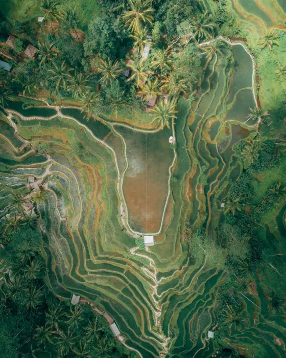 Framed Print : Bali Rice Terraces Framed Print : Bali Rice Terraces