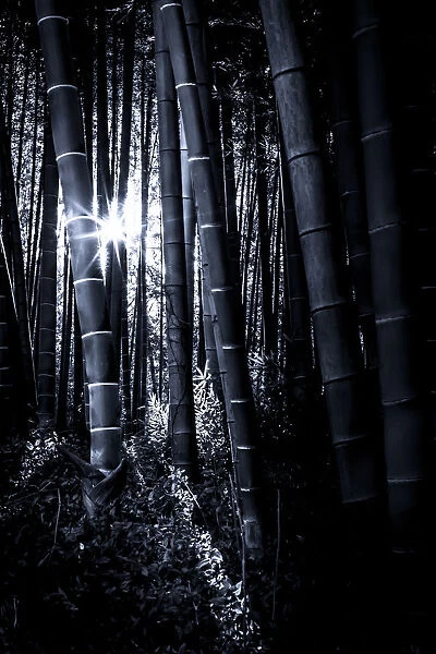 The bamboo grove with late afternoon sunlight