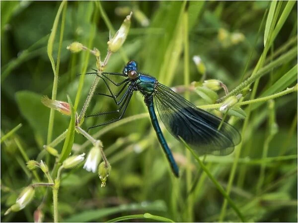 Banded Demoiselle, Damselfly insect