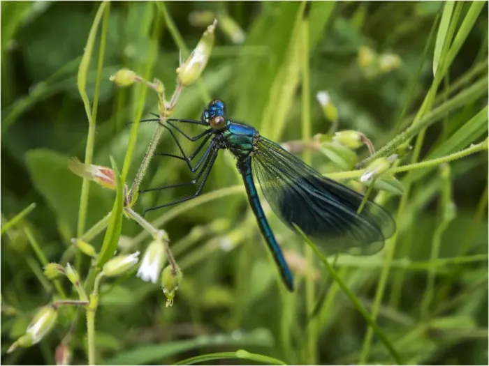 Framed Print : Banded Demoiselle, Damselfly insect Framed Print : Banded Demoiselle, Damselfly insect