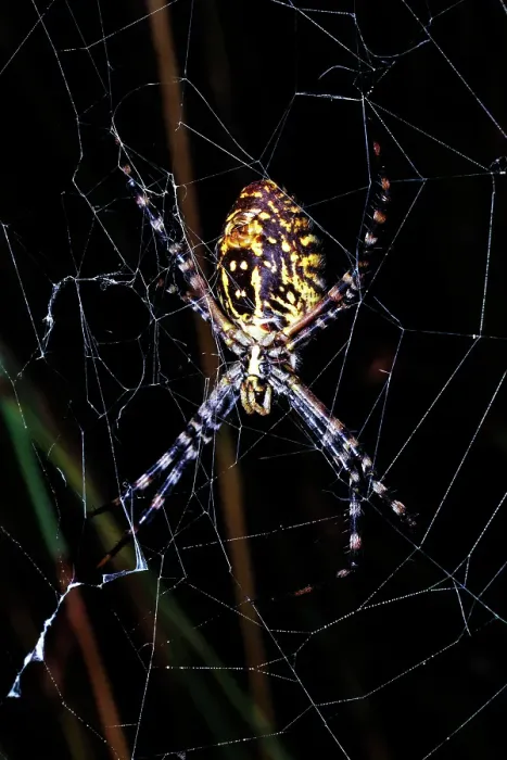Framed Print : Banded Orb-weaving Spider, Argiope trifasciata Framed Print : Banded Orb-weaving Spider, Argiope trifasciata