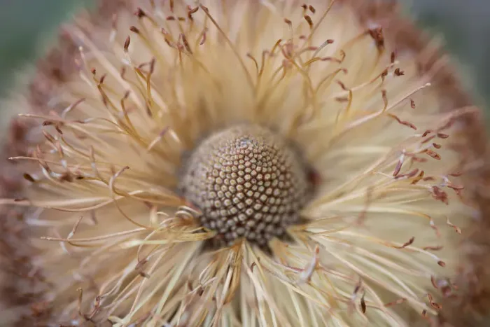 Framed Print : Banksia. A close up of a beautiful wildflower