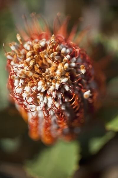 Detail of a Banksia flower