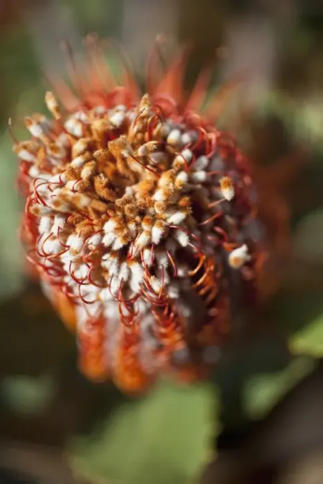 Framed Print : Detail of a Banksia flower Framed Print : Detail of a Banksia flower