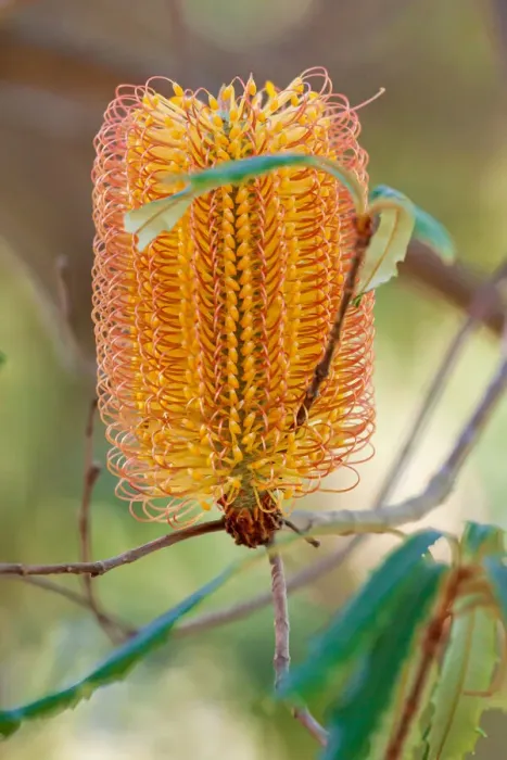 Framed Print : Banksia flower, Western Australia, Australia Framed Print : Banksia flower, Western Australia, Australia