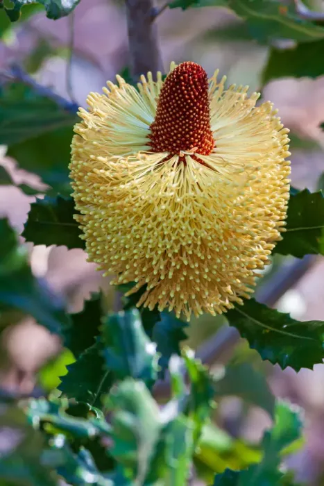 Framed Print : Banksia flower, Western Australia, Australia Framed Print : Banksia flower, Western Australia, Australia