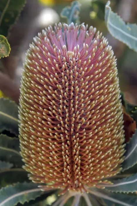 Framed Print : Banksia flower, Western Australia, Australia