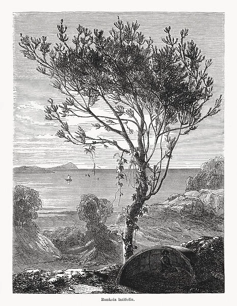 Banksia latifolia, Western Australia, wood engraving, published in 1868