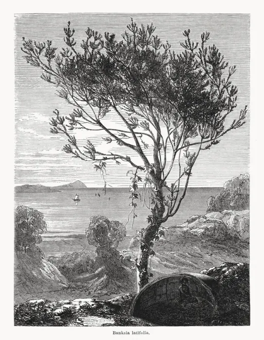 Framed Print : Banksia latifolia, Western Australia, wood engraving, published in 1868