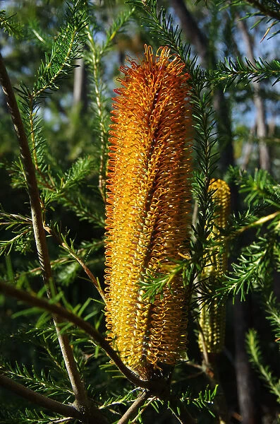Banksia in Royal National Park, New South Wales, Australia