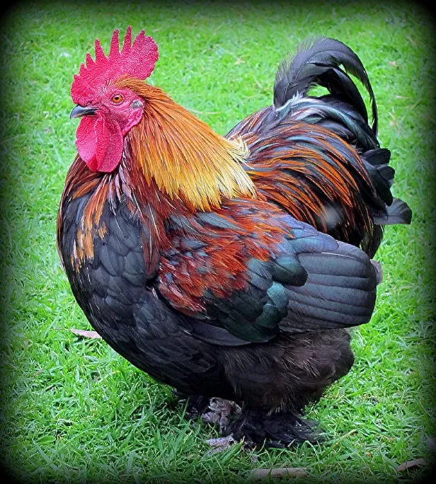 Framed Print : Bantam rooster - The Boss