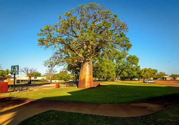 Framed Print : Baobab tree in Derby