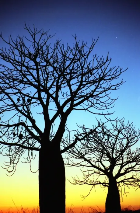 Framed Print : Baobab trees Framed Print : Baobab trees