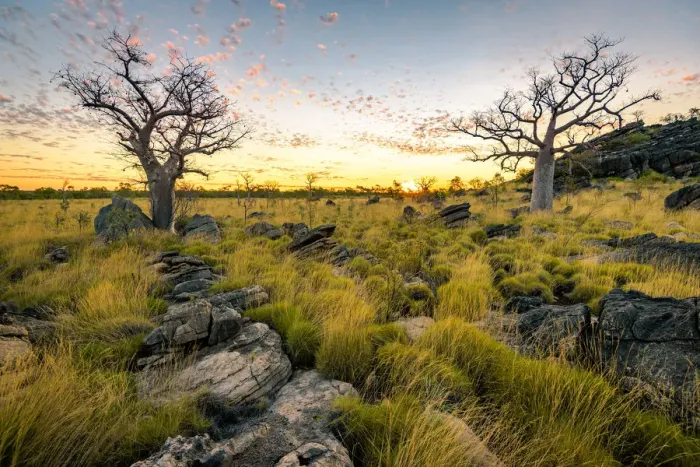 Framed Print : Baobab trees at Oscar Range Framed Print : Baobab trees at Oscar Range