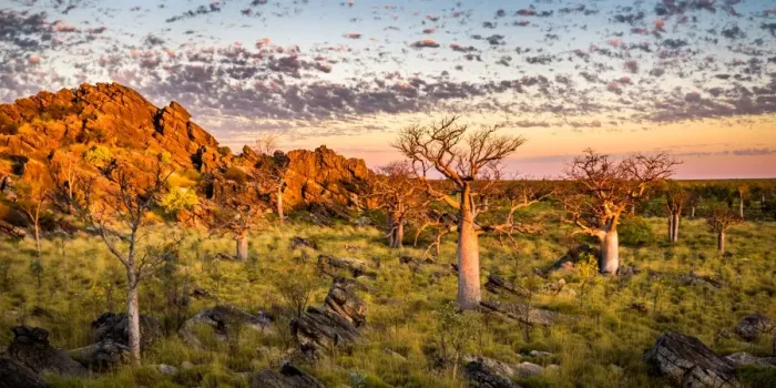 Framed Print : Baobab trees at Oscar Range Framed Print : Baobab trees at Oscar Range