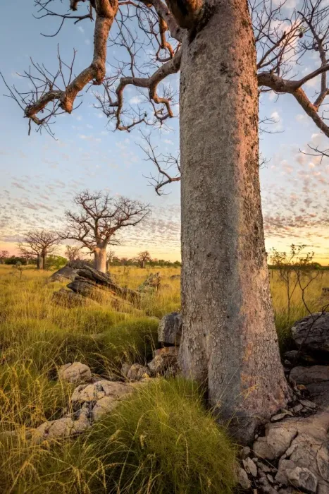 Framed Print : Baobab trees at Oscar Range Framed Print : Baobab trees at Oscar Range