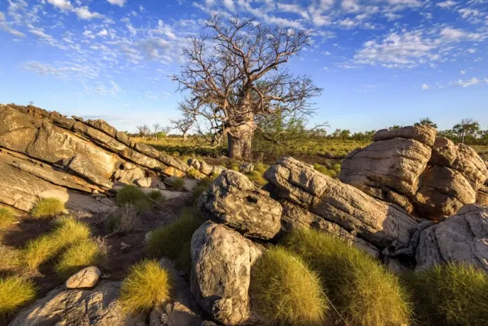 Framed Print : Baobab trees at Oscar Range