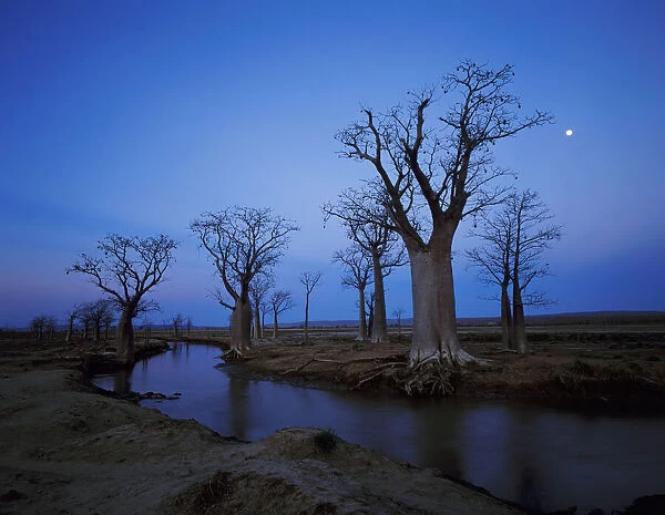 Baobab Trees and Stream