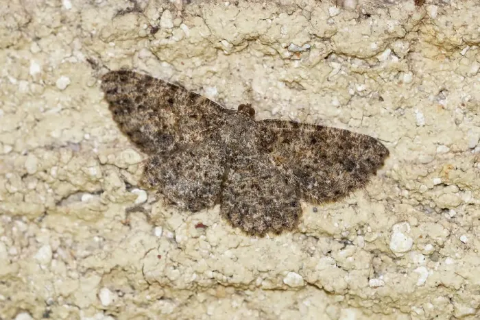 Framed Print : A Bark moth camoflaged on a brick wall
