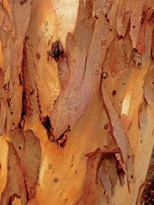 Framed Print : Bark peeling away from the trunk