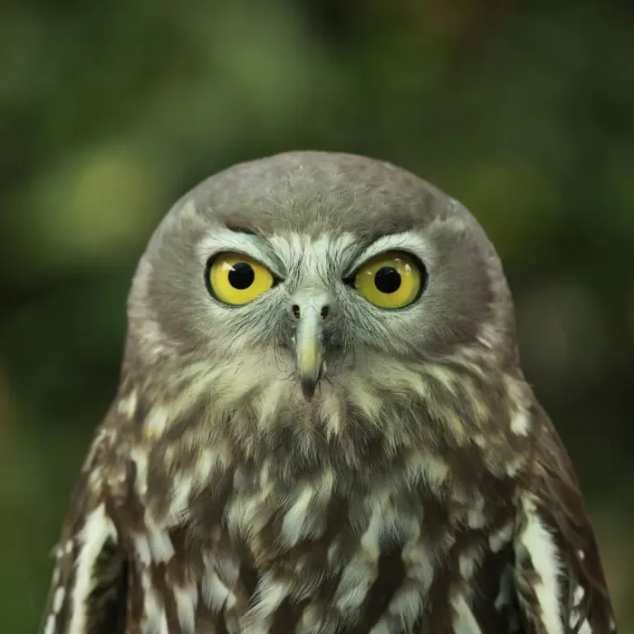 Framed Print : Barking Owl