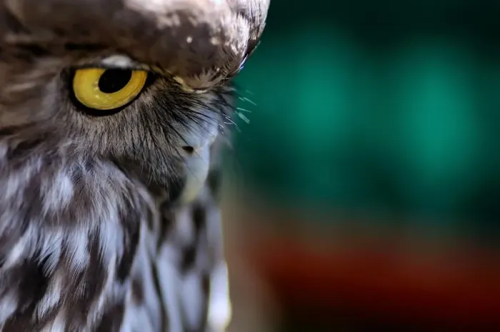 Framed Print : Barking Owl