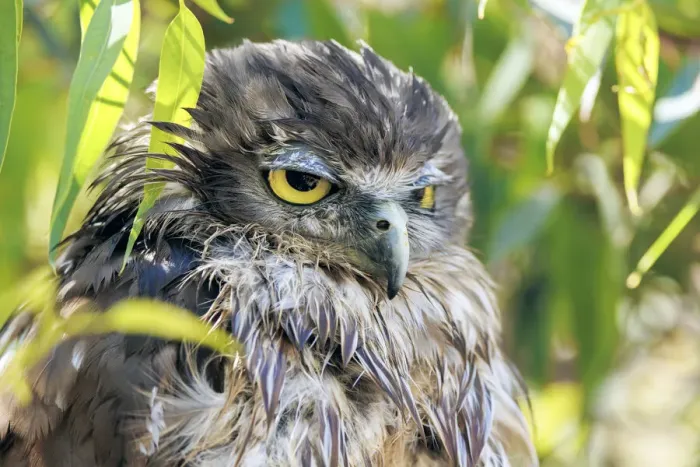 Framed Print : Barking Owl - Ninox connivens Strigidae Framed Print : Barking Owl - Ninox connivens Strigidae