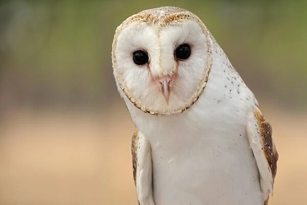 Barn Owl. wild life bird of prey eye contact close up feathers beak stare evil