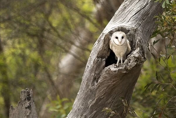 Barn Owl. A owl sitting on an old tree