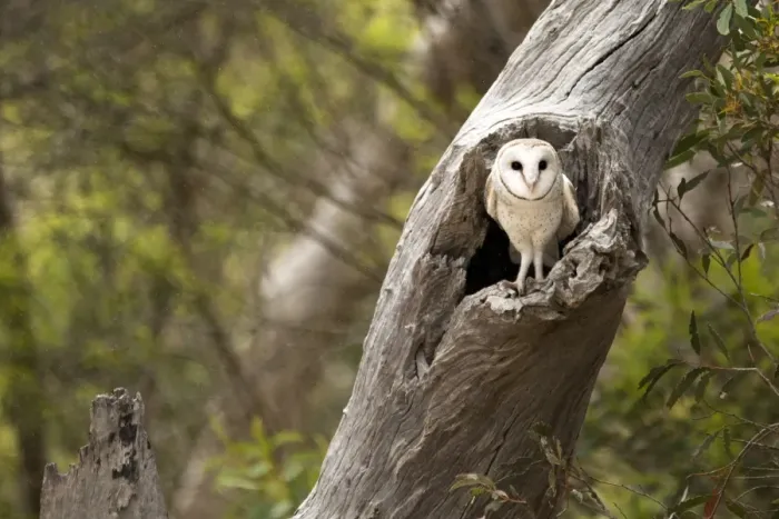 Framed Print : Barn Owl. A owl sitting on an old tree