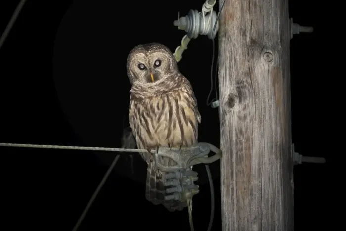 Framed Print : Barred Owl (Strix varia) perched on telegraph pole