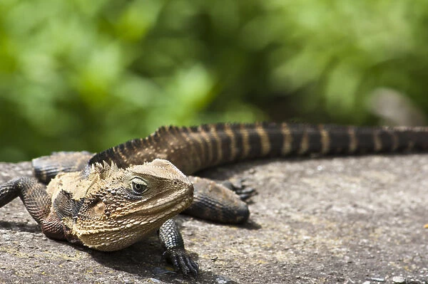 Basking. A young Eastern Water Dragon taking some sun