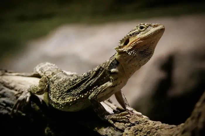 Framed Print : Basking bearded dragon