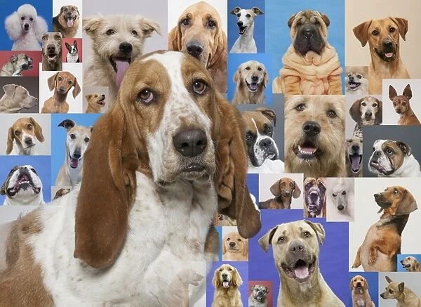 Basset hound and montage of various dogs