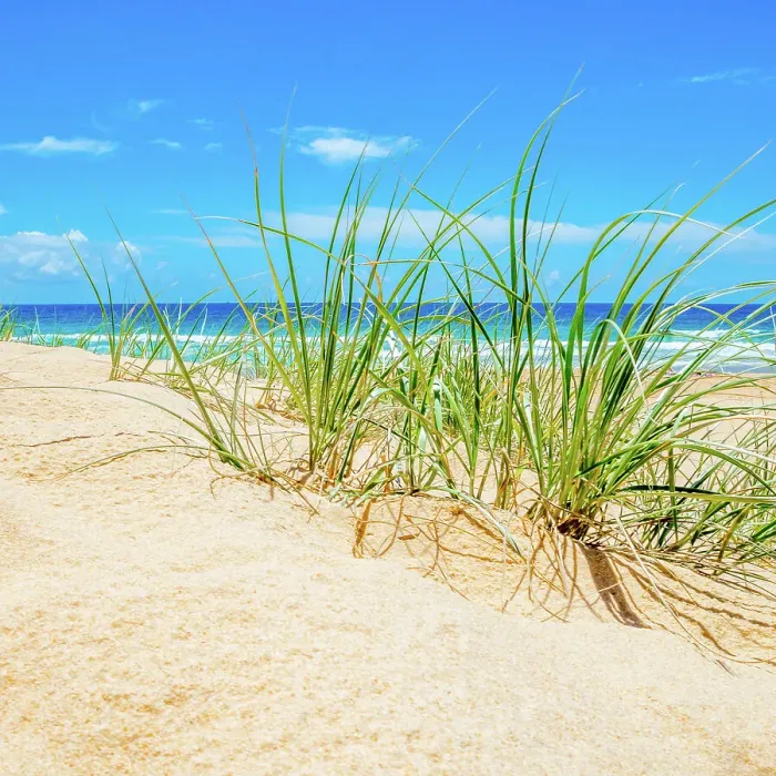 Framed Print : Beach Grass